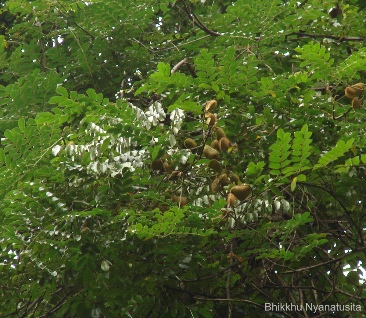 Guilandina major (Medik.) Small